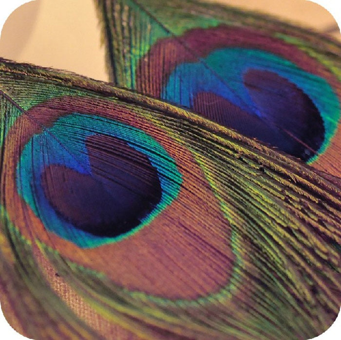Boho Peacock Feather Dangle Earrings